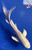 7" Platinum Ogon Butterfly Koi #J848(P12)