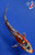 6.5" "Jet" Shusui Koi #J849(P12)