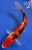 7" "Pebbles" Doitsu Sanke Koi #J8411(P12)