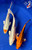(3) 8-9" Koi "Curated Trio" #J8416(P11)