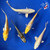 (5) 5-6" Koi "Citrus Splash Collection" #J8420(H8)