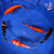 (5) 6-7" Koi "Pond Jewels Collection" #J8421(H9)