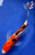 8.5" "Willow" Sanke Butterfly Koi #J8424(X38)