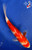 8" "Cherry Blossom" Kohaku Koi #J8430(P2)
