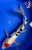 15" "Lulu" Doitsu Tancho Sanke Butterfly Koi #J863(Q10)
