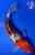 10" "Poppy" Sanke Koi #J8416(Q9)