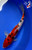 10" "George" Sanke Koi #J8622(Q8)