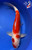 14" "Rosie" Kohaku Koi #J8624(Q8)