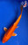 7.5" "Marmalade" Orenji Ogon Koi #J8630(P6)