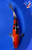 10" "Pippa" Doitsu Sanke Koi #J8623(Q8)