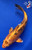 9" "Peaches" Hikari Koi #J8634(P6)