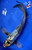 11" "Aquamarine" Kumonryu Butterfly Koi #J871(Q6)