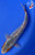 8.5" "Sparky" Gin Rin Asagi Koi #J874(Q6)