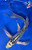 12" "Phantom" Kikokuryu Butterfly Koi #J875(Q6)