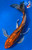 14" "Bronco" Doitsu Kin Matsuba Butterfly Koi #J8111(P3)