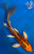 11" "Chester" Doitsu Kin Matsuba Butterfly Koi #J8112(P3)