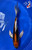 12" "Georgia" Beni Kikokuryu Butterfly Koi #J8712(Q3)