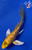 5" "Buttercup" Gin Rin Kigoi Butterfly Koi #J8717(P7)