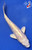 7" "Lumen" Doitsu Platinum Ogon Koi #J8721(P8)