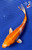 5" "Citrine" Hariwake Koi #J87231(P8)