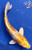 10" "Lemon Meringue" Doitsu Yamabuki Hariwake Koi #J8195(Q7)