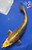 10.5" "Goldrush" Kin Matsuba Koi #J8198(Q7)