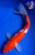 9.5" Rosie" Kohaku Koi #J8204(Q4)