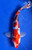 10" "Dottie" Doitsu Sanke Koi #J8205(Q4)