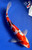 10" "Dottie" Doitsu Sanke Koi #J8205(Q4)