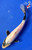 9" "Leo" Shiro Utsuri Koi #J8206(Q4)