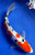 9.5" "Cherry Noir" Doitsu Sanke Koi #J8207(Q4)