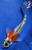 8.5" "Ziggy" Beni Kumonryu Koi #J82115(Q6)