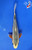 6.5" "Sora" Asagi Koi #J82123(P13)