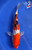 8.5" "Stella" Doitsu Sanke Koi #J82011(P12)