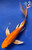 8" "Sunny" Orenji Ogon Butterfly Koi #J82620(X41)