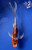 9" "Spirit" Shusui Butterfly Koi #J82626(X44)