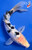 8" "Dice" Shiro Bekko Koi #K939(Q5)