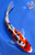 9.5" "Amour" Doitsu Sanke Koi #K9316(Q9)
