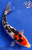 8.5" "Pippa" Doitsu Sanke Koi #J936(P14)