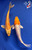(2) 6-7" "Sunshine & Daisy" Koi Pair #J9322(K4)