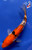 7" "Salsa" Sanke Koi #J9323(K4)