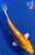 5.5" "Lily" Doitsu Yamabuki Hariwake Koi #J9331(H4)