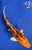 6" "Tiger" Hikari Utsuri Koi #J9333(H6)