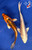 (2) 6-7" Koi Pair "Copper & Pearl" #J9335(G1)