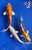 (3) 6-7" Koi "Honey Bunch" #J9337(G2)