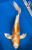 21" "Savannah" Hariwake Butterfly Koi #J9102(U5)