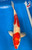 20" "Harvey" Doitsu Kohaku Koi #J9104(U5)