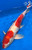 20" "Harvey" Doitsu Kohaku Koi #J9104(U5)