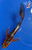 7" "Scout" Aka Shusui Butterfly Koi #J9126(F1)