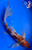 14" "Sedona" Goromo Butterfly Koi #J91217(Q6)